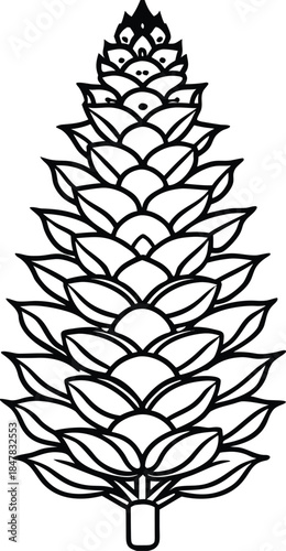 Torreya Taxifolia Cone Line Art – Florida Torreya Botanical Illustration