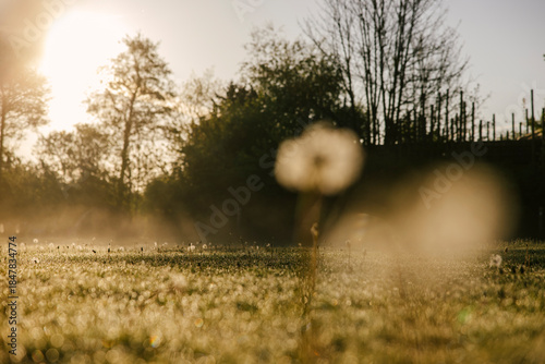 A field with dandelions and grass during sunrise, the morning dew clearly visible.
