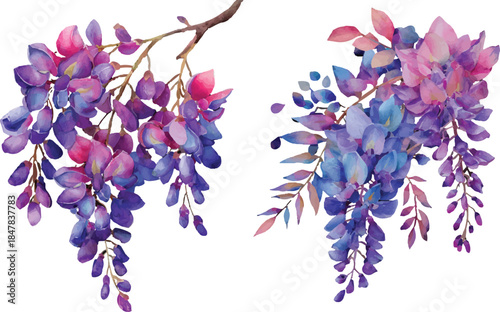 lilac flowers isolated on white background