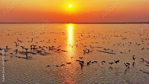Migratory birds at sunset in Poyang Lake, a flock of geese in flight