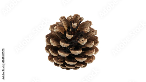 Brown Pine Cone Isolated on Black Background natural