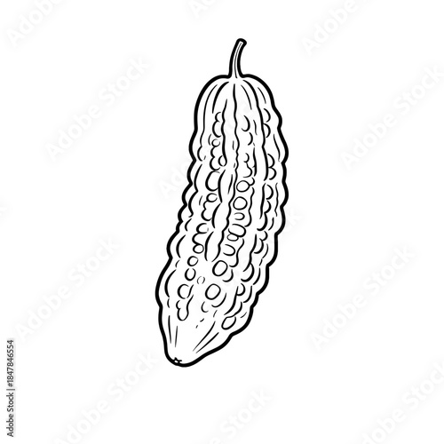 [Vector EPS]A detailed line drawing of a bitter melon vegetable