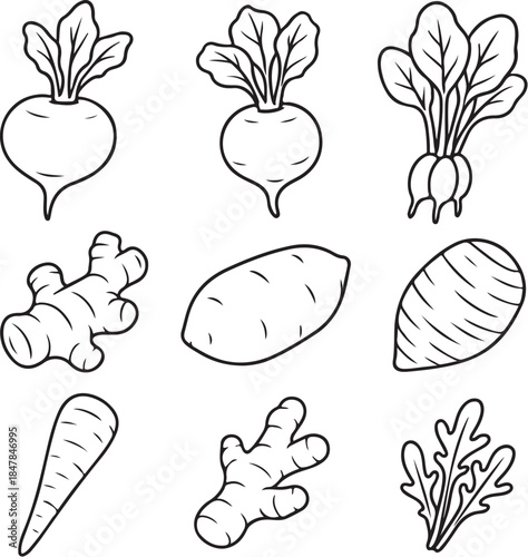 Root Mass & Volume Study Vegetable Bundle.eps