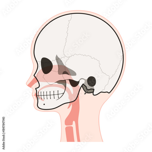 頭蓋骨と頭部の矢状断を組み合わせたイラスト