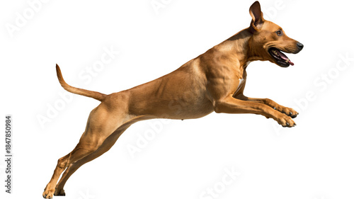 Energetic brown dog jumping dynamically in mid air