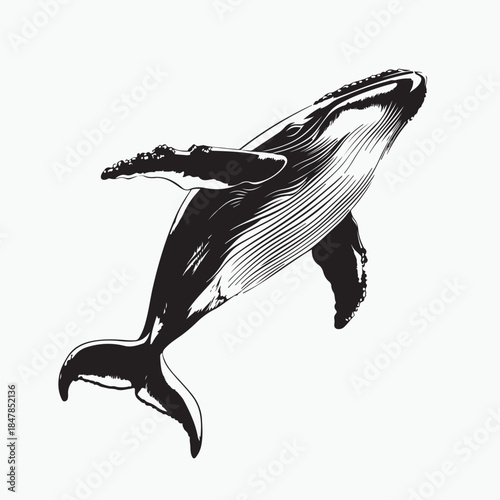 silhouette of a jumping dolphin