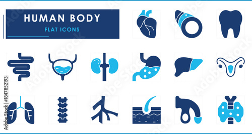 A set of flat icons related to Human Body. Organs, body, heart, lungs, intestine, bladder, kidney, private parts, and so on.