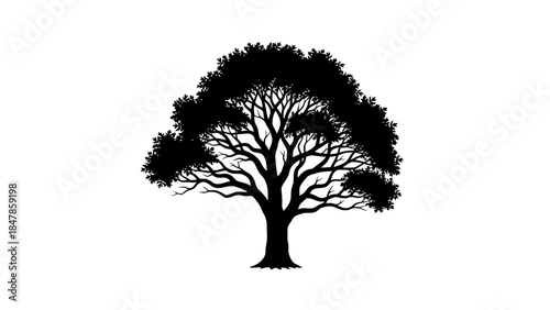 Silhouette of a large deciduous tree against a white background