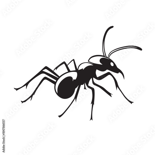 black ant isolated on white