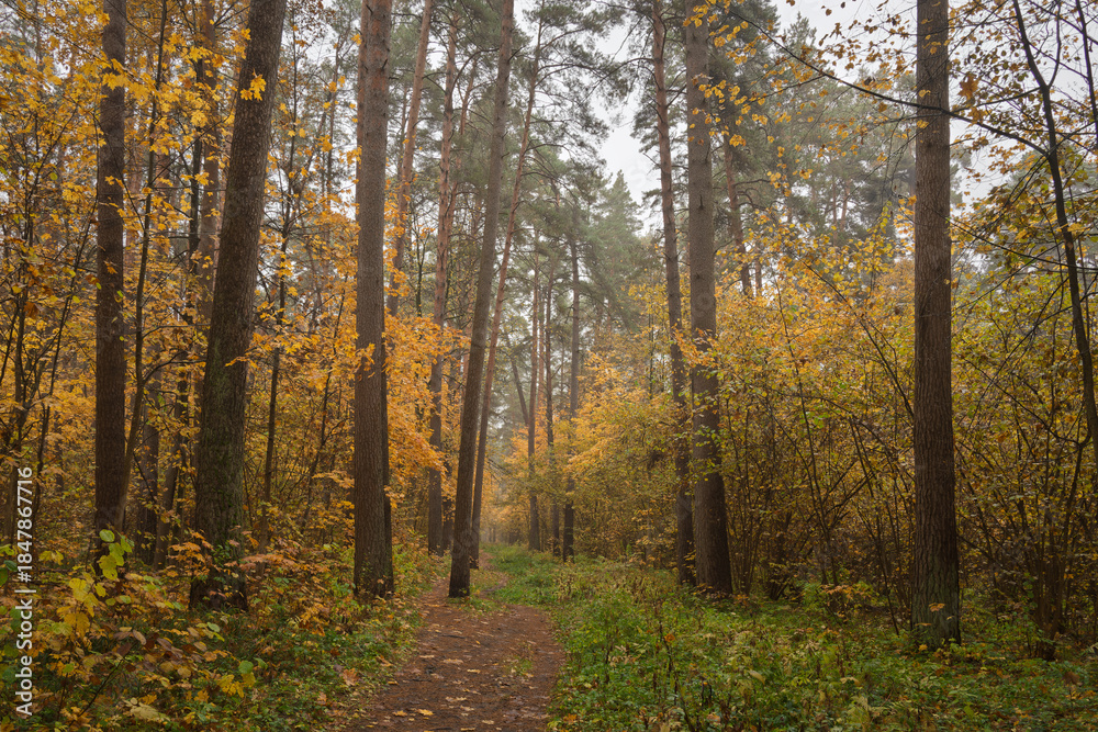 Obraz premium Forest path in autumn through tall pines and maple trees with golden yellow foliage. Natural beauty and tranquility perfect for background image and travel concept. Golden autumn.