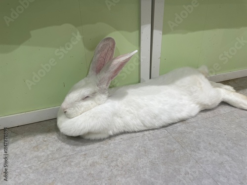 Massive white rabbit relaxing on the floor