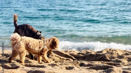 Playful Small Dogs Digging Sand on Sunny Beach