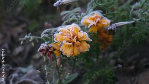 frozen marigold flower close up by cold autumn morning