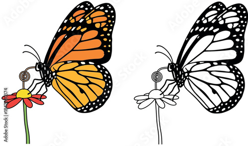 Detailed Monarch Butterfly Perched on a Flower - Vector Illustration for Nature & Wildlife Enthusiasts