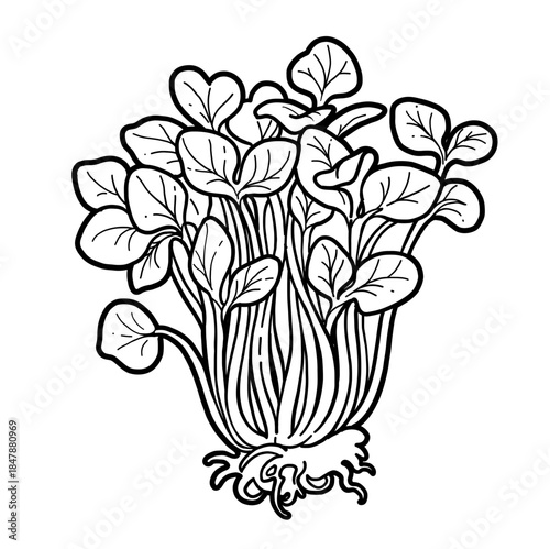 Fresh sprouted microgreens pea sprouts with roots linear drawing on white background