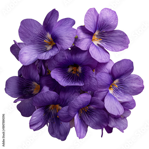 Violet Flower in Close View Showing Detailed Petals and Structure in Natural ...
