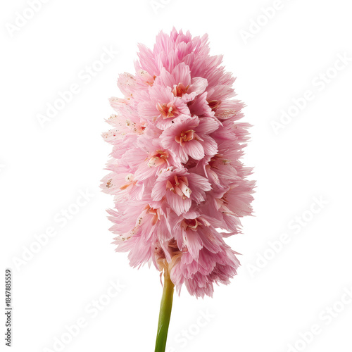 Pink Flower With Multiple Small Blooms on a Single Stem in a Studio Setting
