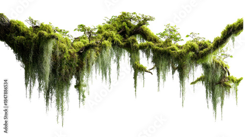 Lush ancient tree branch covered in vibrant green moss and delicate hanging vines, perfect for nature scene creation and fantasy forest imagery.