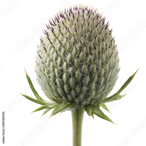 Unique Spherical Plant Bud With Spiky Texture in Bright Setting