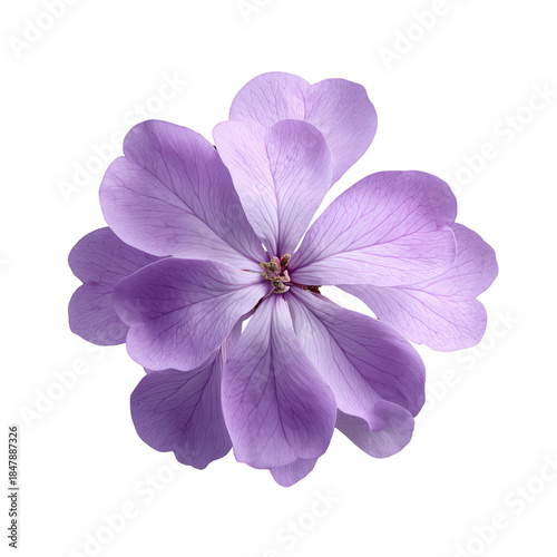 Flower With Purple Petals Showing Details of Its Structure and Colors on a Fl...