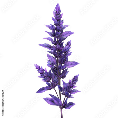 Purple Flower With Multiple Blooms and Green Leaves on a Stem