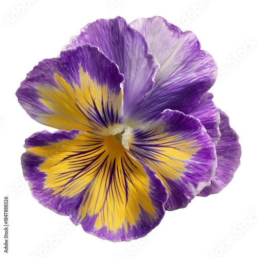 Pansy Flower With Purple and Yellow Petals Displayed on a White Background