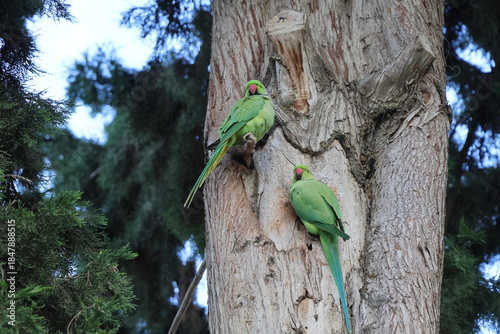 Two green parrots sitting on a tree branch in the park.