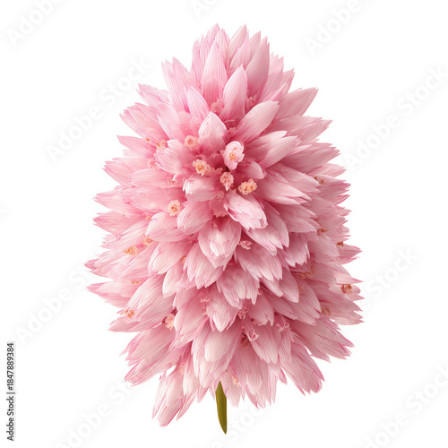 Bright Pink Flower Stands Tall With Many Small Petals in Close View