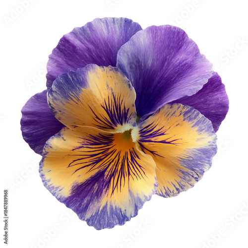 Bright Pansy Flower With Purple and Yellow Colors in Full Bloom During Spring...