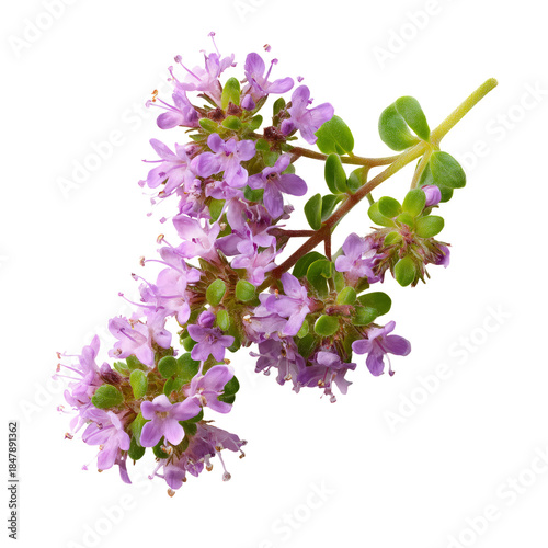 Purple Flowers With Green Leaves on a White Background in a Close-Up View of ...