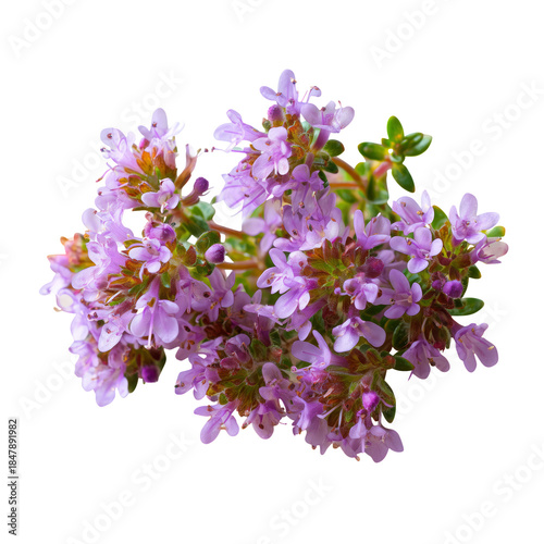 Purple Flowers With Green Leaves on a White Background in a Close-Up View of ...