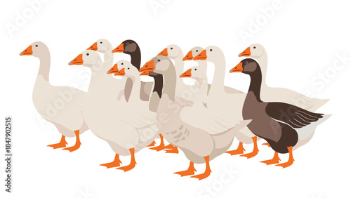 A charming group of geese stands closely together, displaying a variety of plumage colors and creating a peaceful scene.