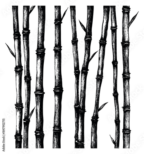Vintage bamboo stalk set with leaves black and white line art