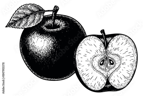 Vintage apple set with whole and half fruit black and white line art