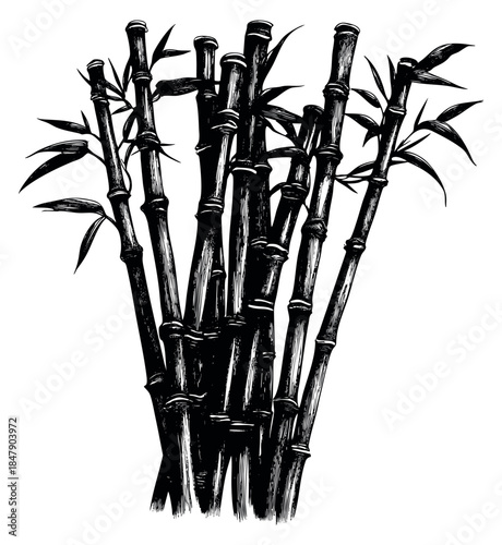 Vintage bamboo plant set with leaves hand drawn sketch