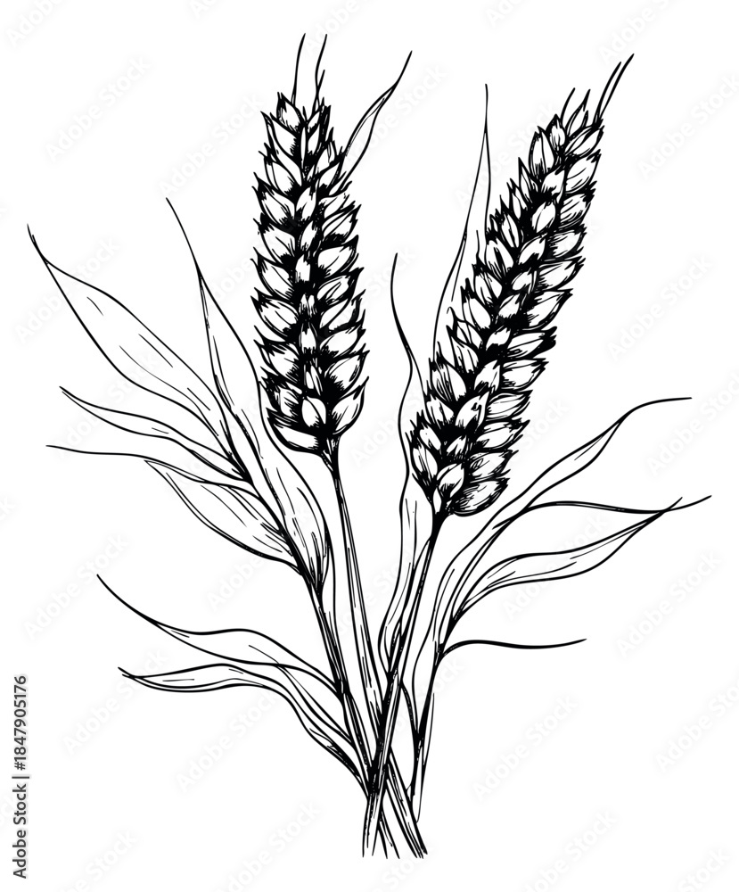 Fototapeta premium Wheat ear set with leaves hand drawn outline illustration
