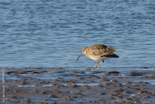 Canvas Print Eurasian Curlew (Numenius arquata), Found on estuaries, mudflats and coasts thro