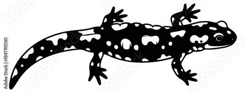 black and white spotted salamander clip art preview