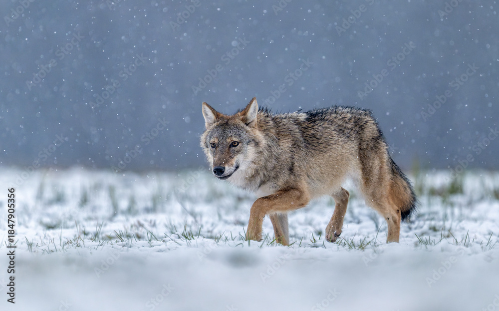 Fototapeta premium Grey wolf ( Canis lupus ) close up