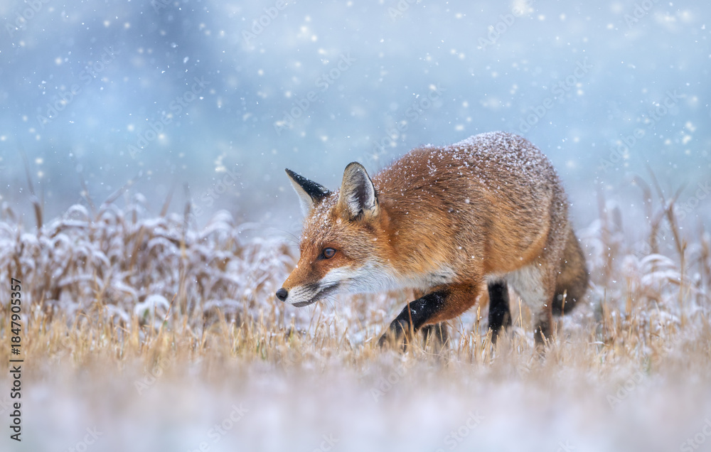Naklejka premium Red fox ( Vulpes vulpes ) in winter scenery