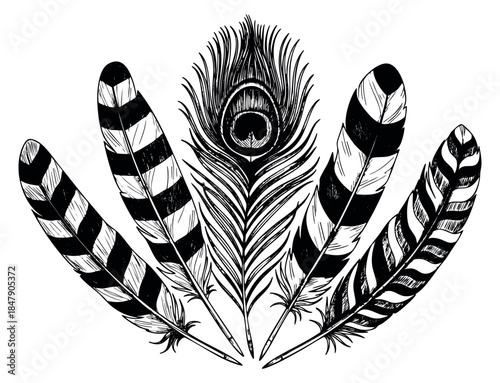Vintage feather set with peacock and striped feathers black and white line art