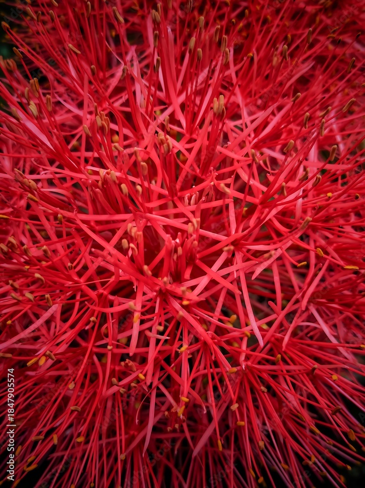 Naklejka premium Red Blood Lily Flower Macro Close Up
