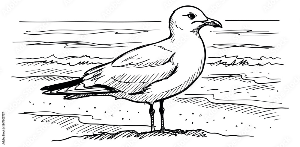 Fototapeta premium Seagull bird illustration with ocean waves hand drawn sketch