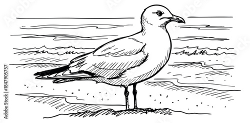 Seagull bird illustration with ocean waves hand drawn sketch