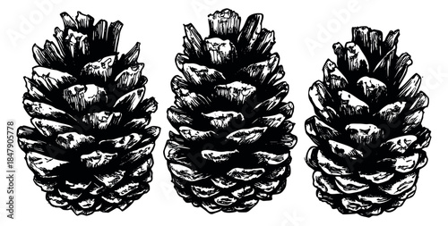 Vintage pine cone collection black and white line art