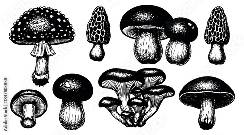 Vintage mushroom set with amanita, morel and chanterelle hand drawn outline illustration