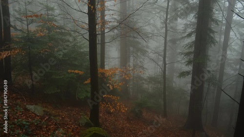 Misty foggy forest during calm rain at spring or autumn time. Nature, seasons, environment and eco tourism concept. Idyllic scene