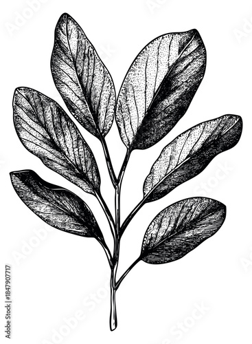Vintage rubber plant leaf branch hand drawn sketch
