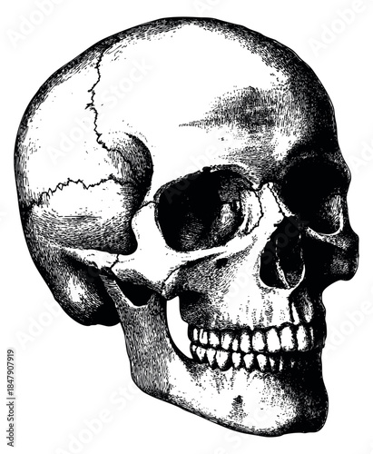 Vintage human skull illustration hand drawn sketch