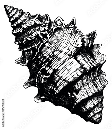 Vintage sea shell illustration hand drawn outline illustration